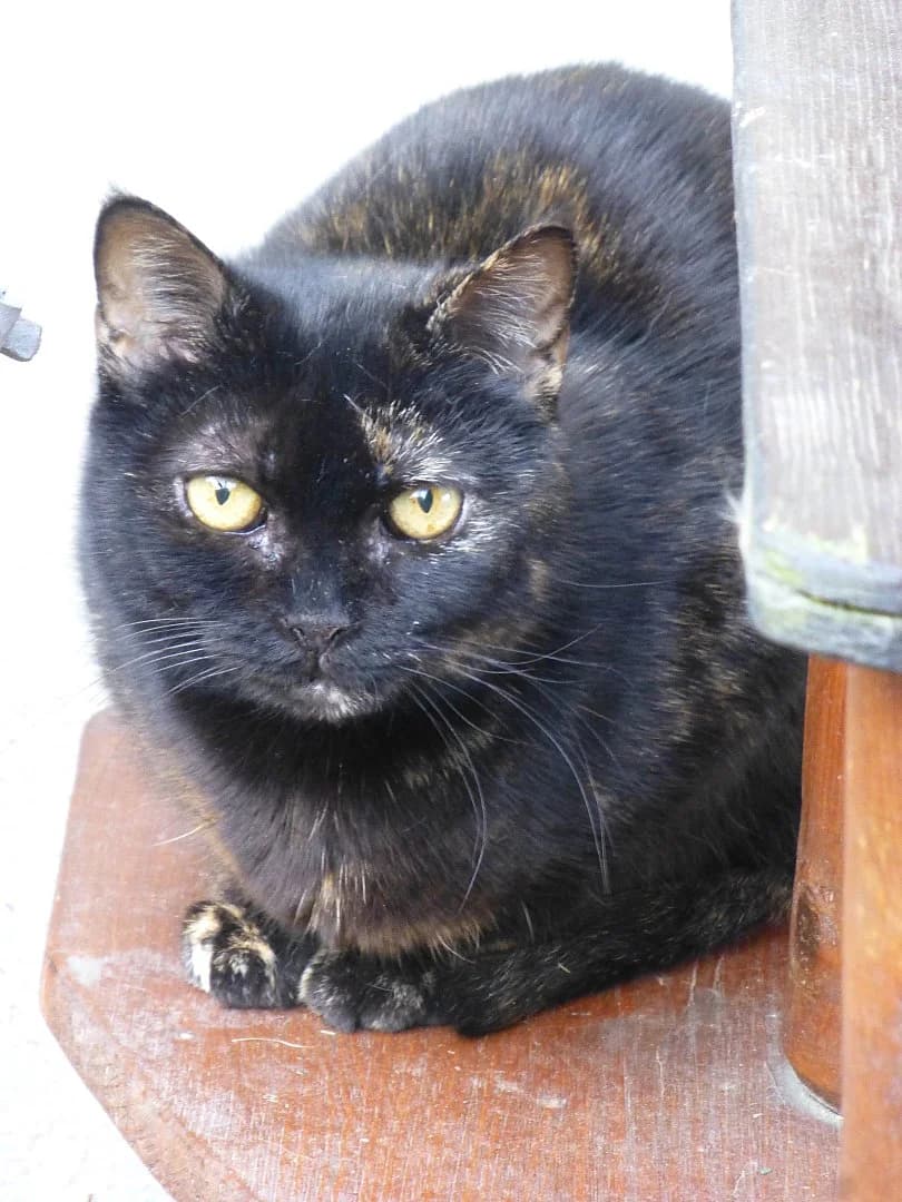 La,  Mixed Breed for adoption at SOS Chats, Genève