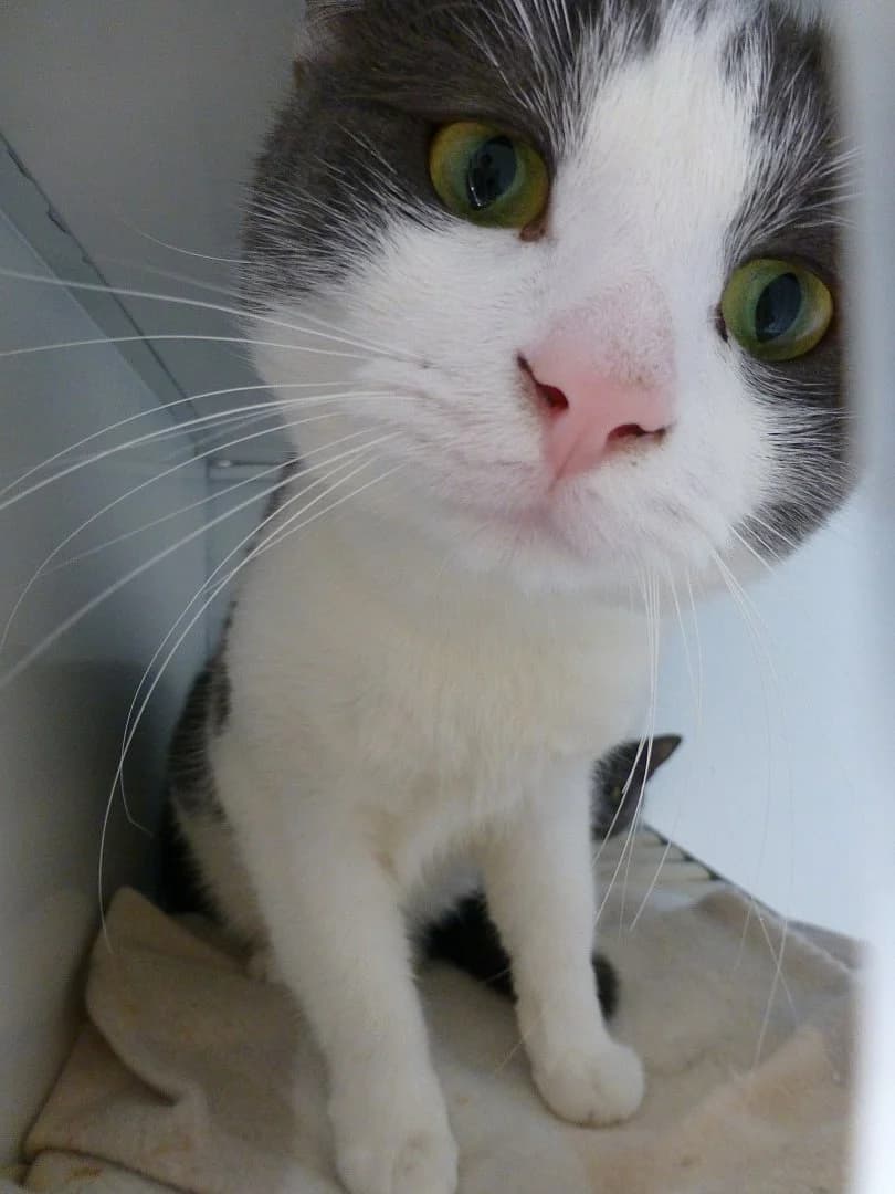 Les,  Mixed Breed for adoption at SOS Chats, Genève