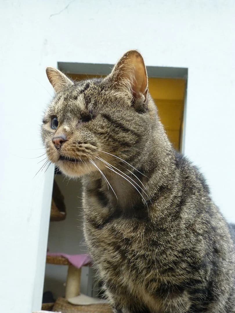 Ce qui fait tout son charme,  Mixed Breed for adoption at SOS Chats, Genève