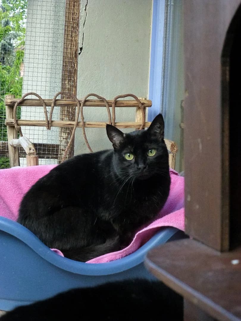 Elie,  Mixed Breed for adoption at SOS Chats, Genève