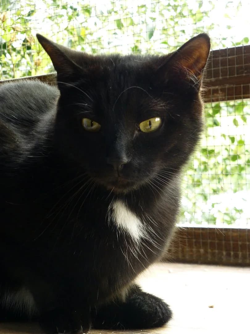 Albert, Mixed Breed (SOS Chats)