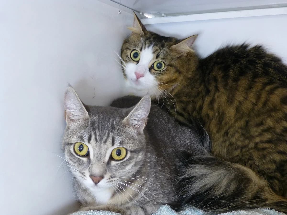 Les, Mixed Breed (SOS Chats)