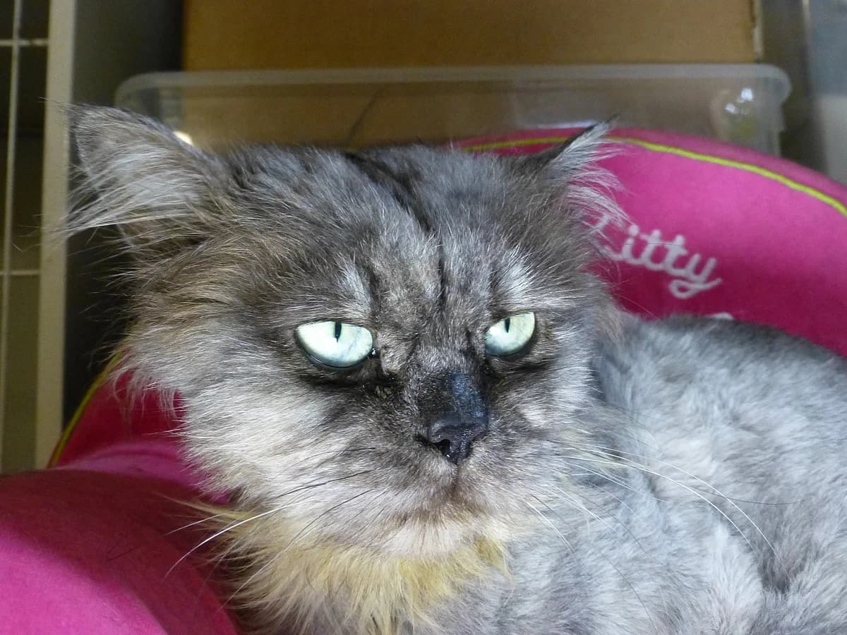 Mijo, Mixed Breed (SOS Chats)