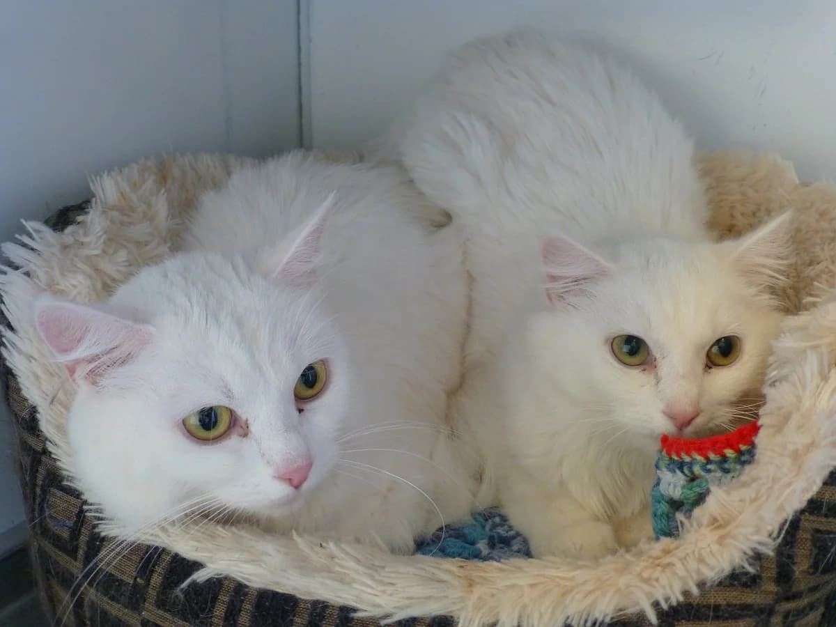 Happy, Mixed Breed for adoption at SOS Chats, Genève