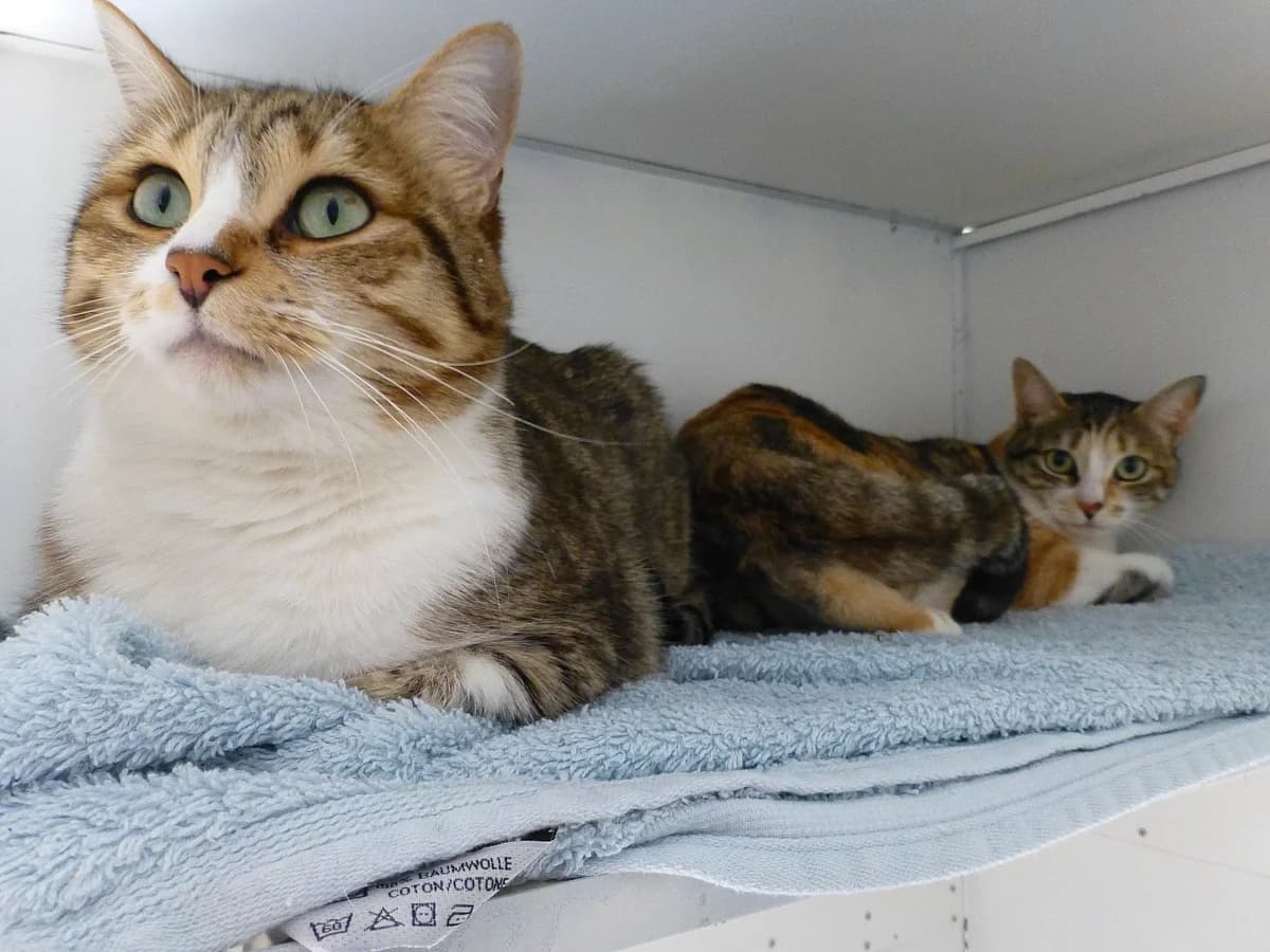Sultane, Mixed Breed (SOS Chats)
