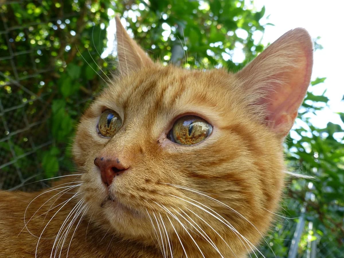 Omali, Mixed Breed (SOS Chats)