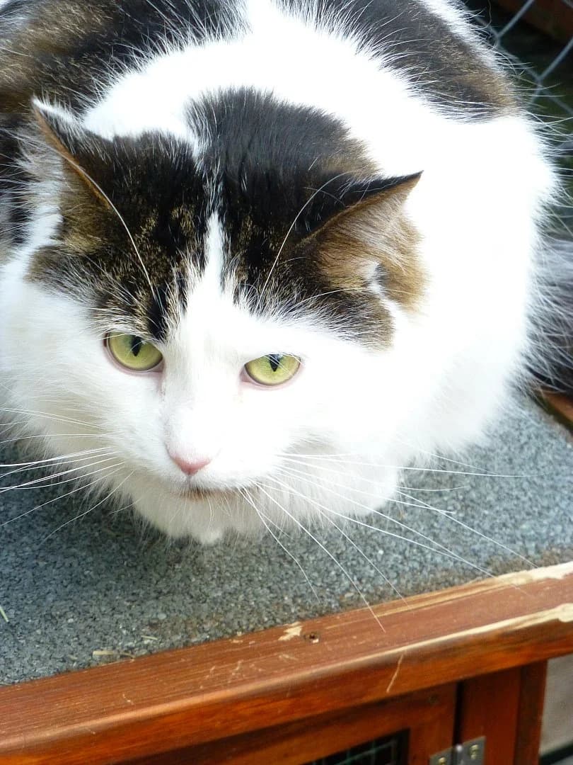 Booba, Mixed Breed for adoption at SOS Chats, Genève