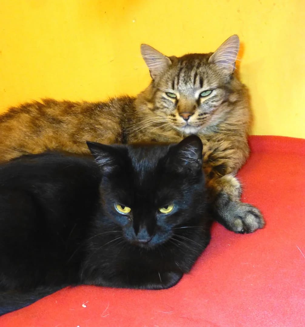Cesar, Mixed Breed (SOS Chats)