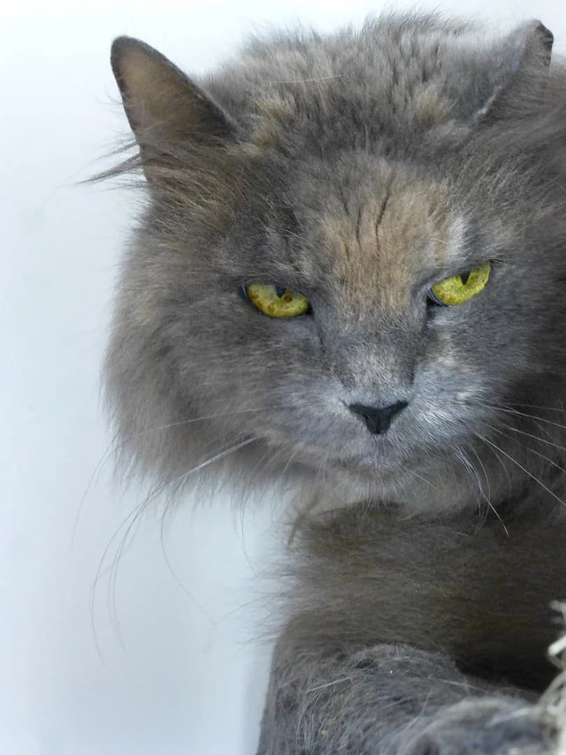 Vilette, Mixed Breed for adoption at SOS Chats, Genève