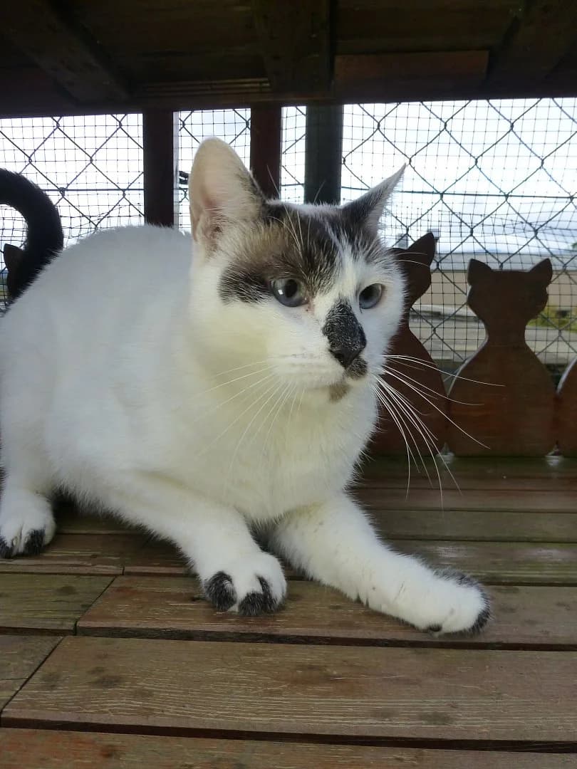Peppe, Mixed Breed for adoption at SOS Chats, Genève
