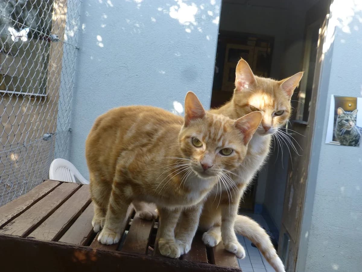 Double chats, Mixed Breed (SOS Chats)