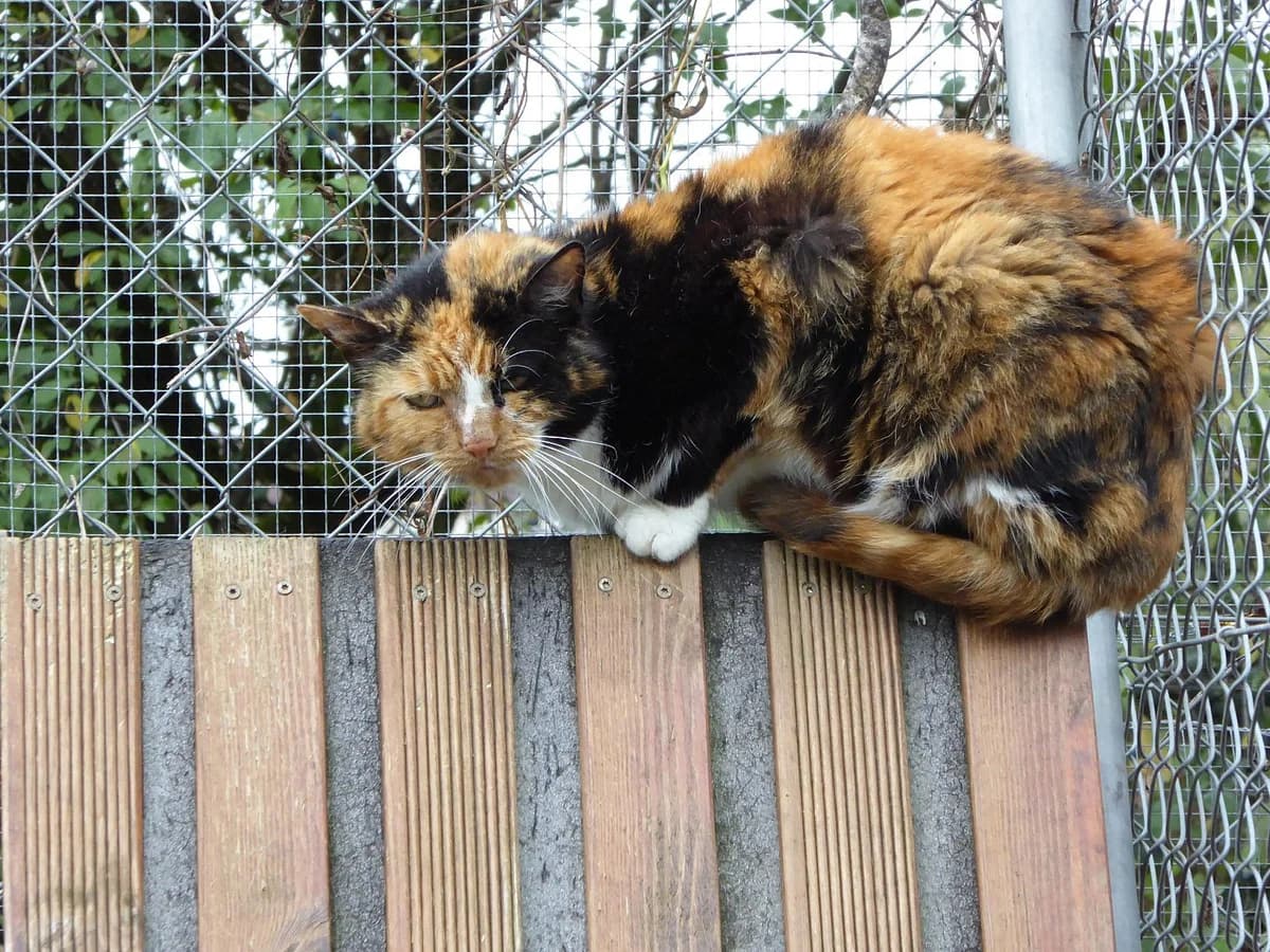 Epine, Mixed Breed (SOS Chats)