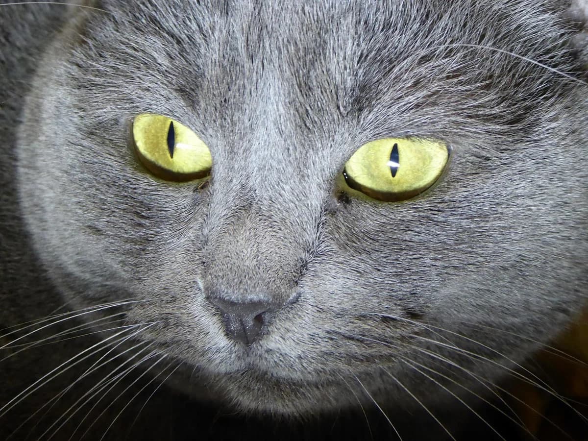 Les yeux doux, mais la patte griffue, Mixed Breed for adoption at SOS Chats, Genève