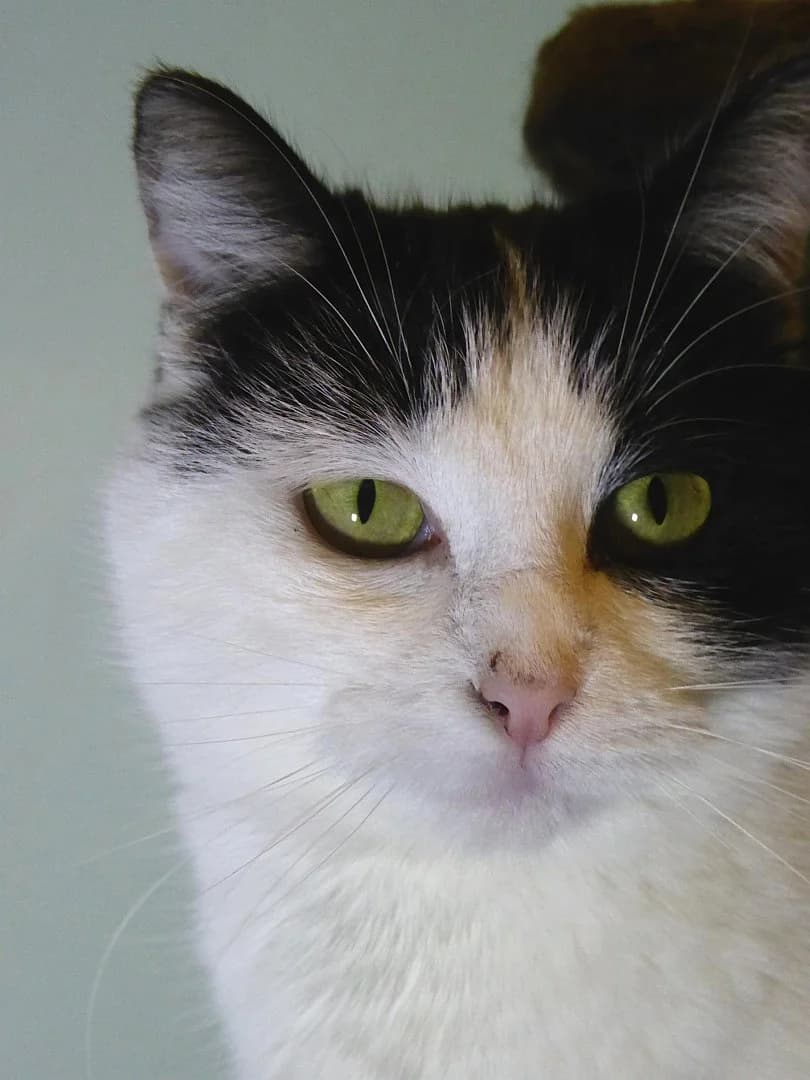 Landi, Mixed Breed (SOS Chats)