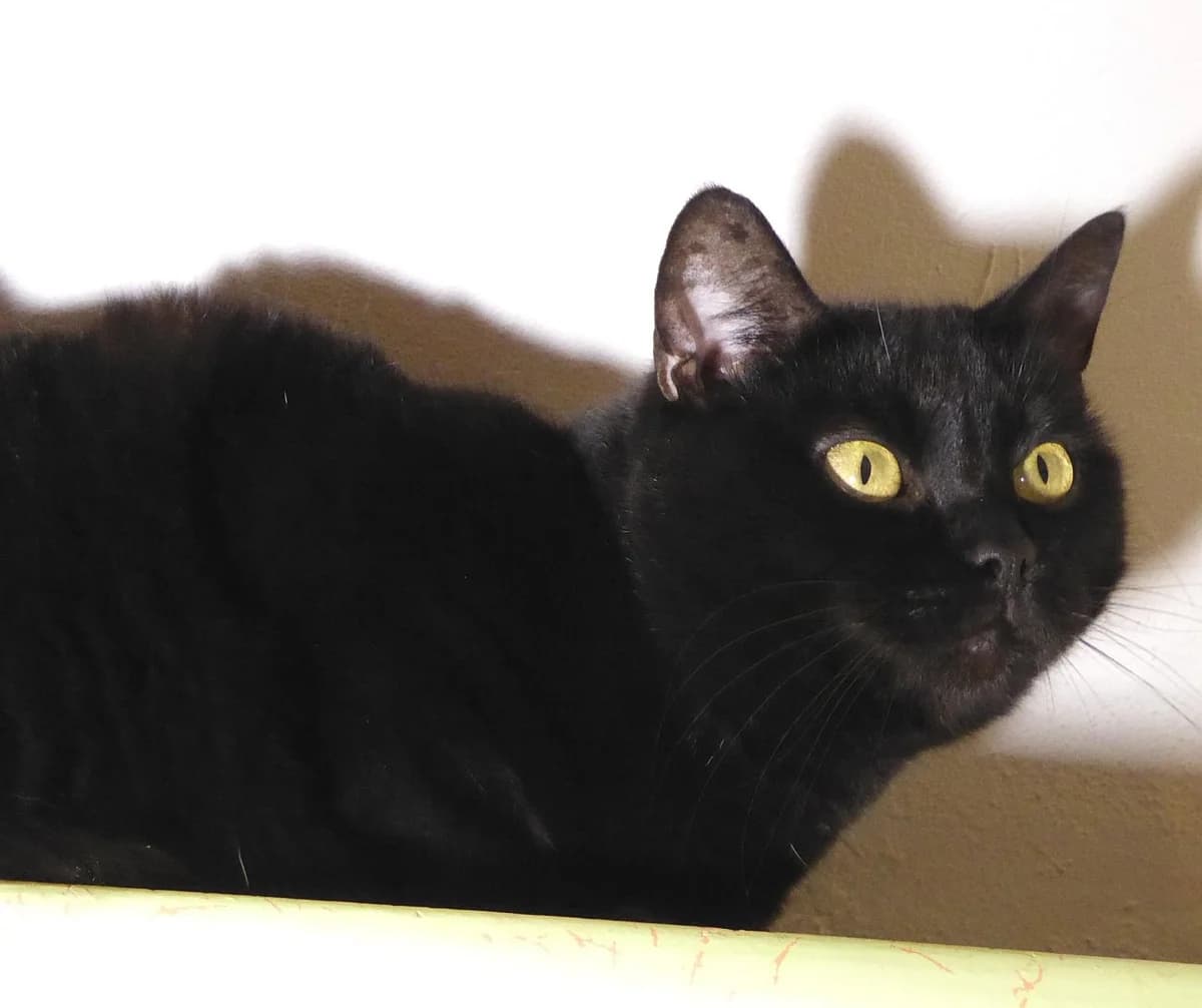 Libido, Mixed Breed (SOS Chats)