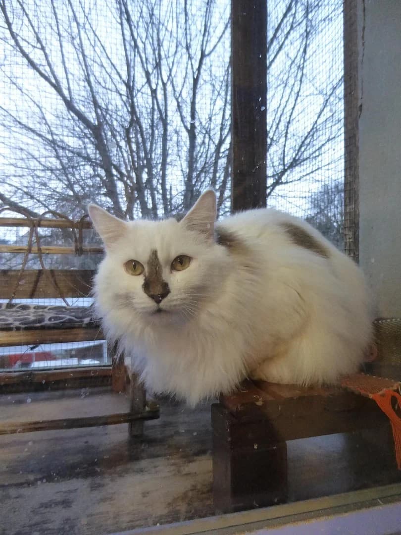 Axel, Mixed Breed (SOS Chats)
