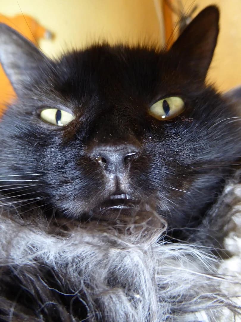 Kagul, Mixed Breed (SOS Chats)