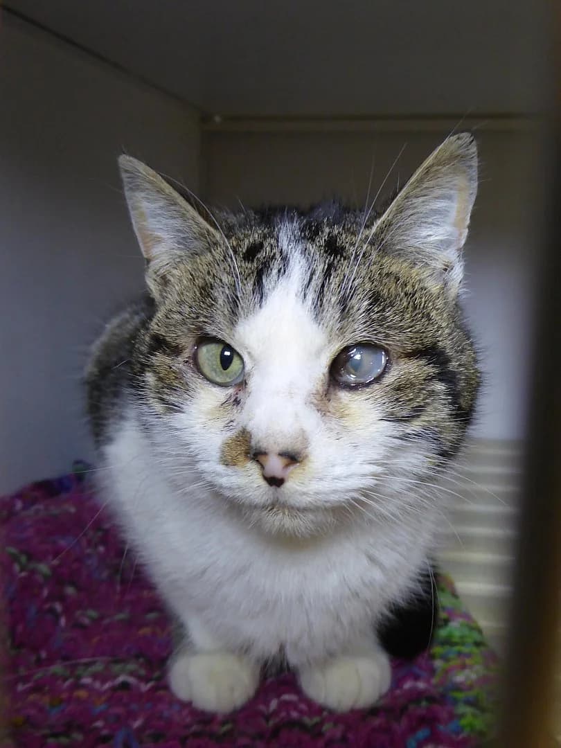 Grisouille, Mixed Breed (SOS Chats)