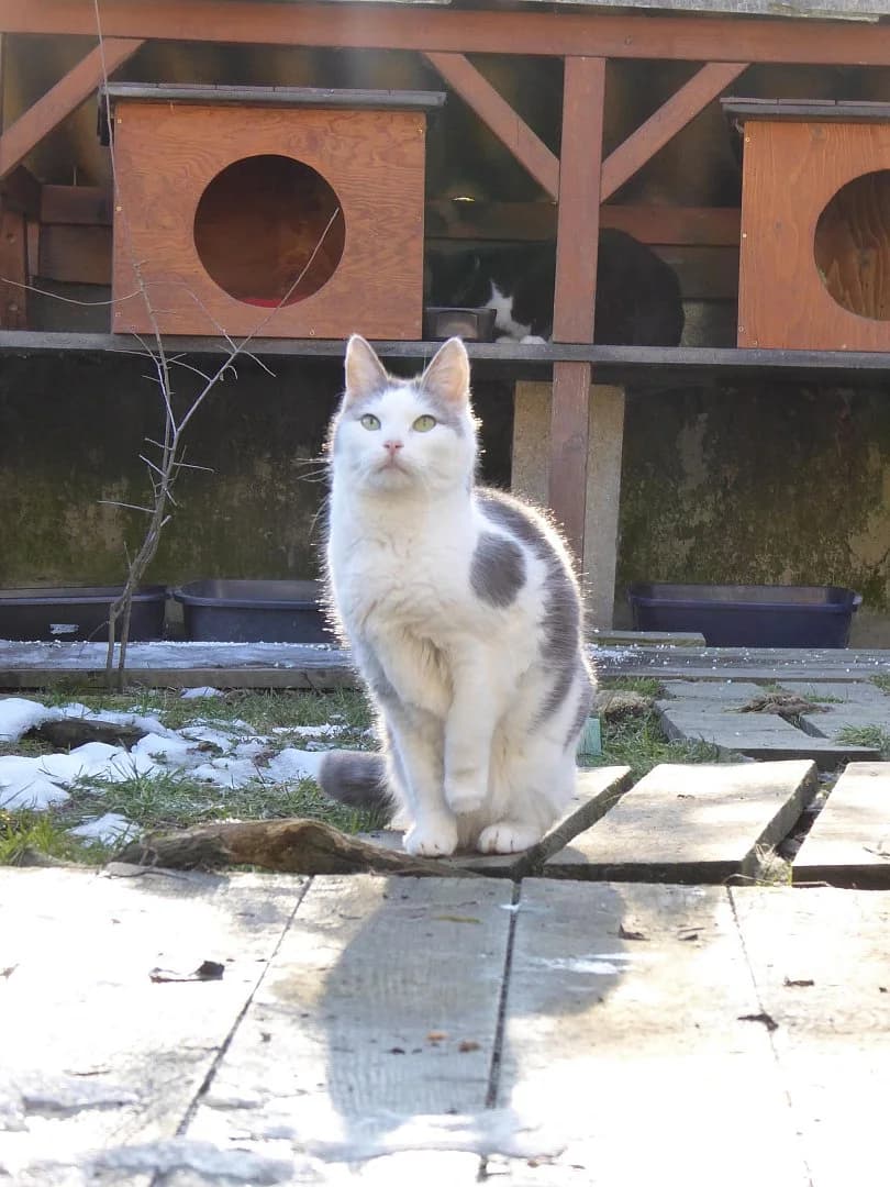 Loulou, Mixed Breed for adoption at SOS Chats, Genève