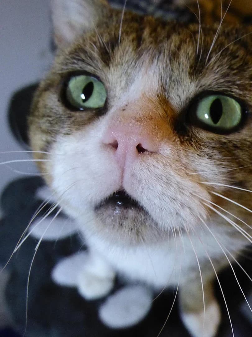 Walo, Mixed Breed (SOS Chats)