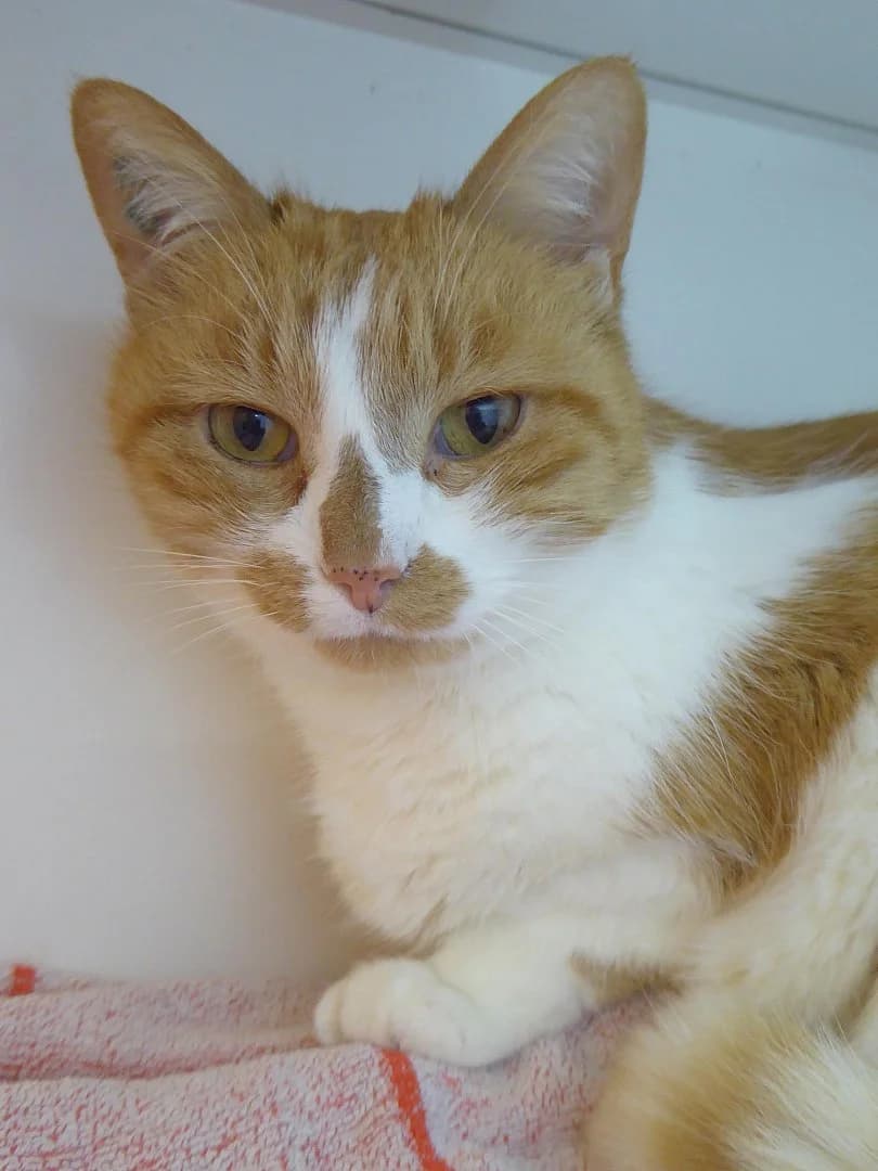Pilou, Mixed Breed for adoption at SOS Chats, Genève
