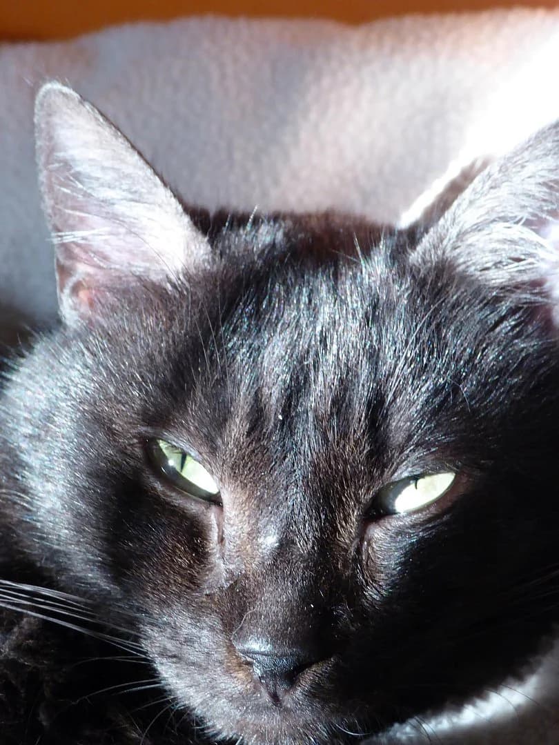 Fioret, Mixed Breed (SOS Chats)