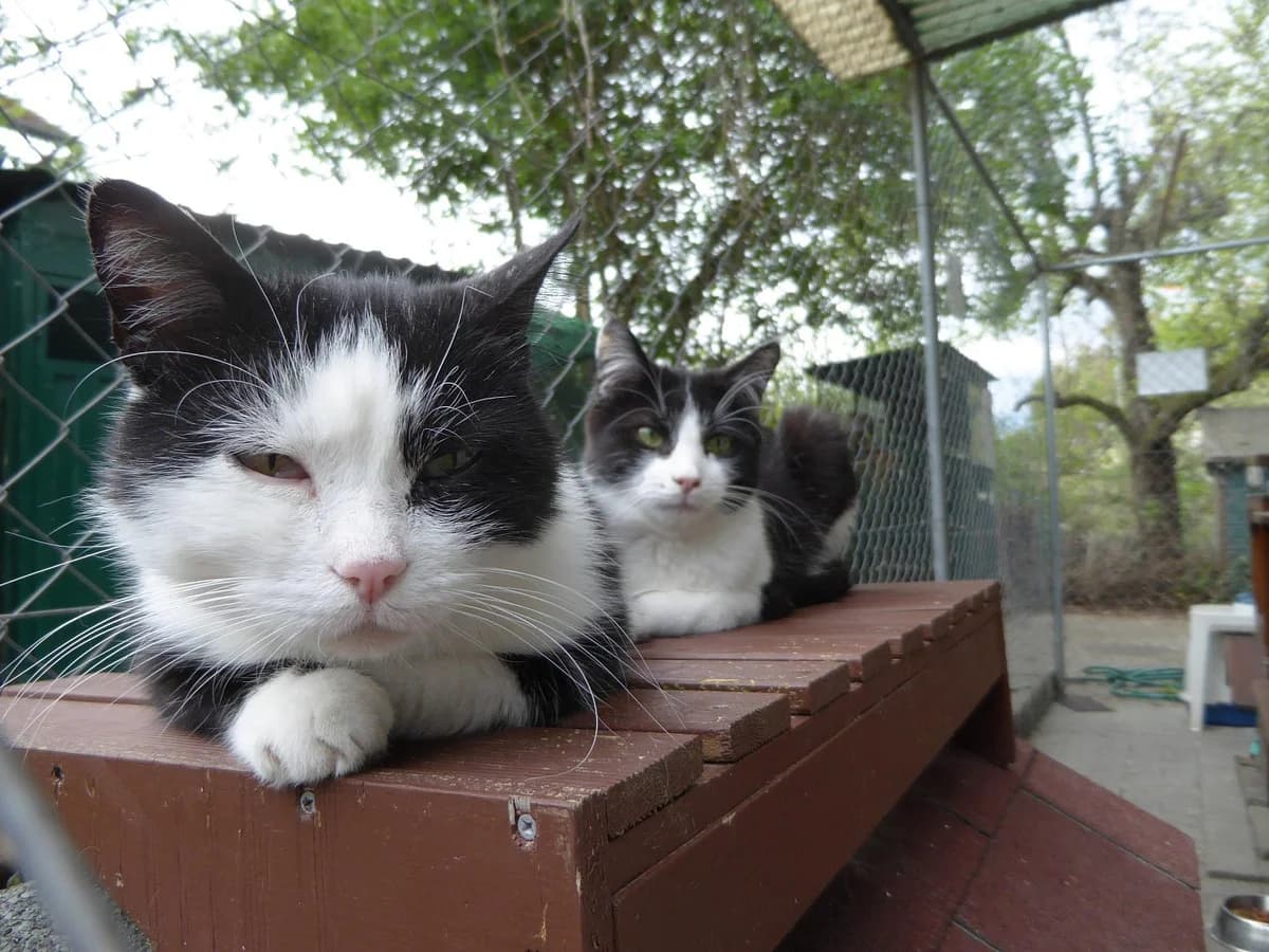 Mais, Mixed Breed (SOS Chats)