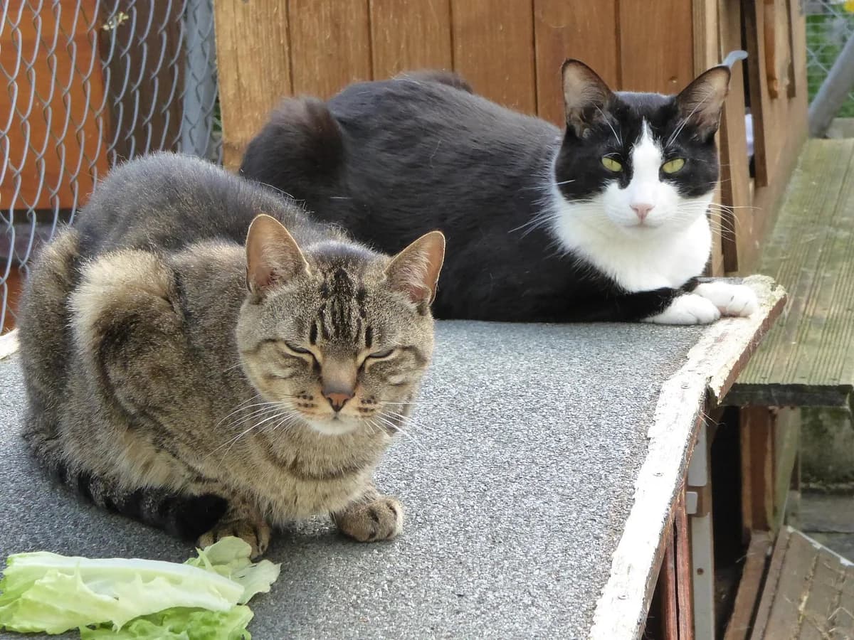 Bad, Mixed Breed (SOS Chats)