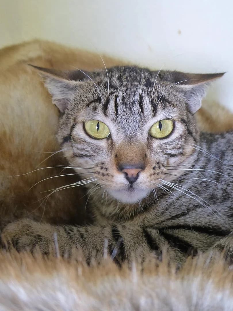 Drake, Mixed Breed (SOS Chats)