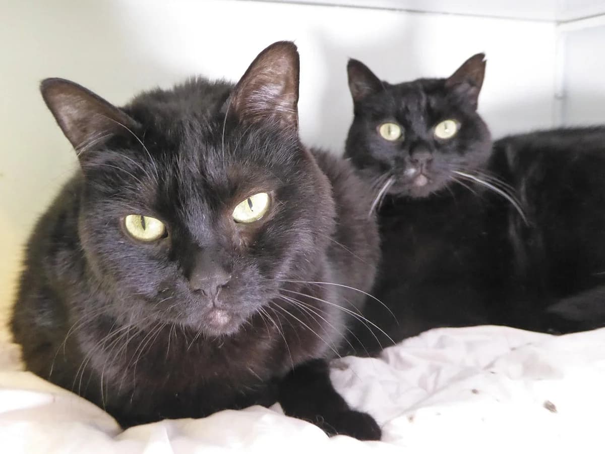 Blacky, Mixed Breed (SOS Chats)