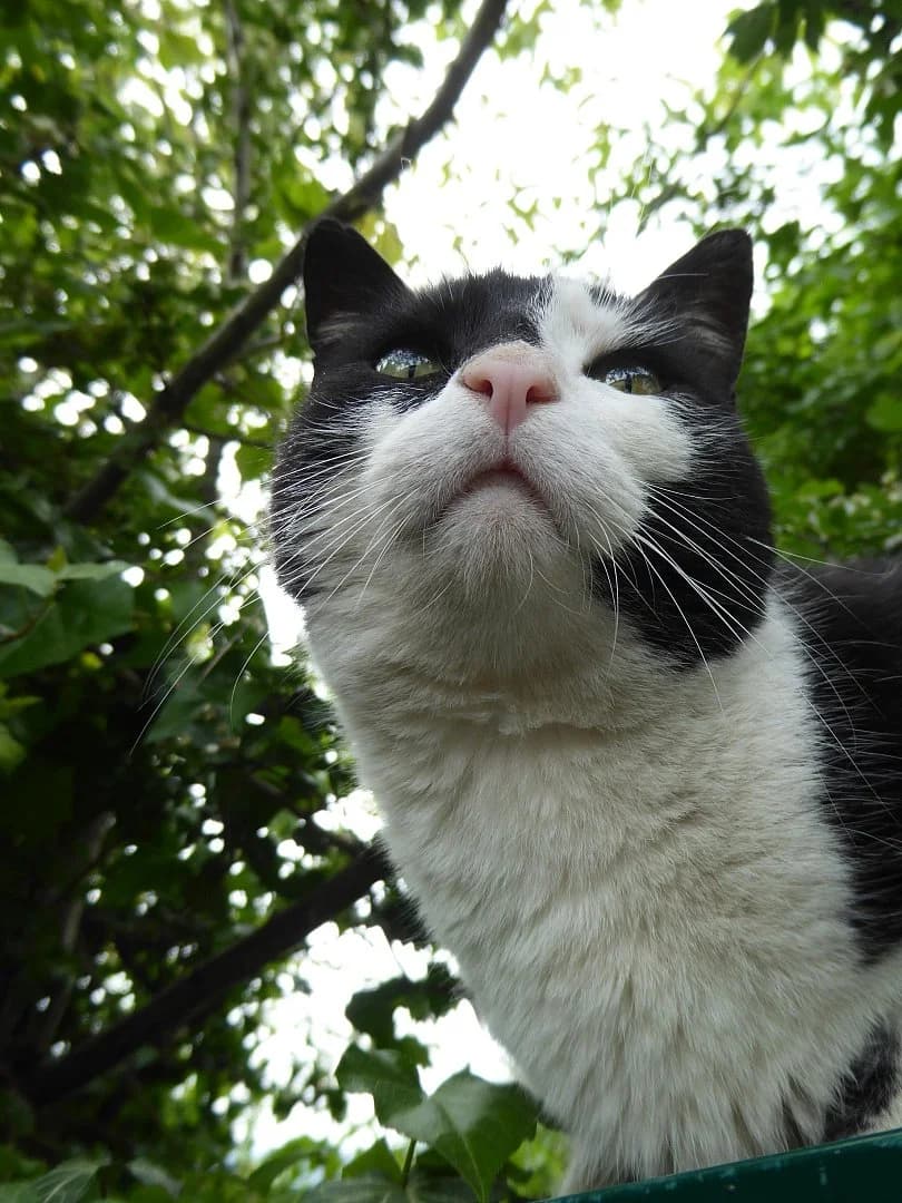 Top, Mixed Breed (SOS Chats)