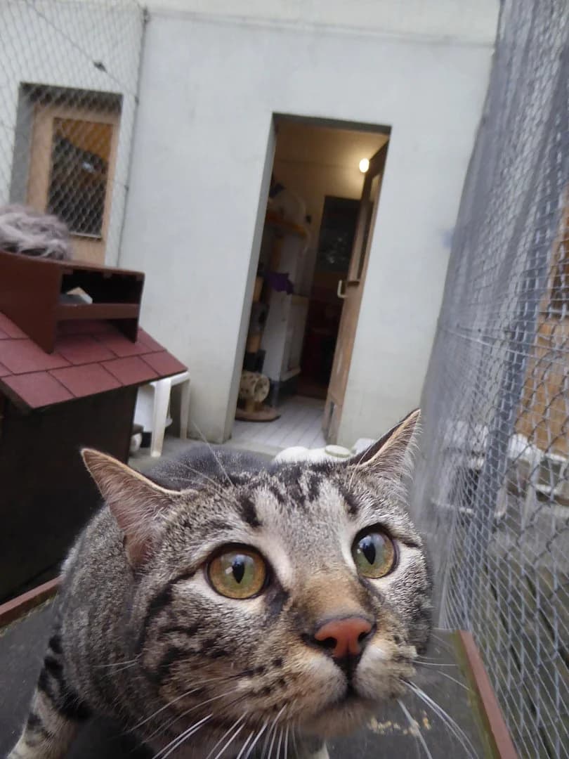Eclair, Mixed Breed (SOS Chats)