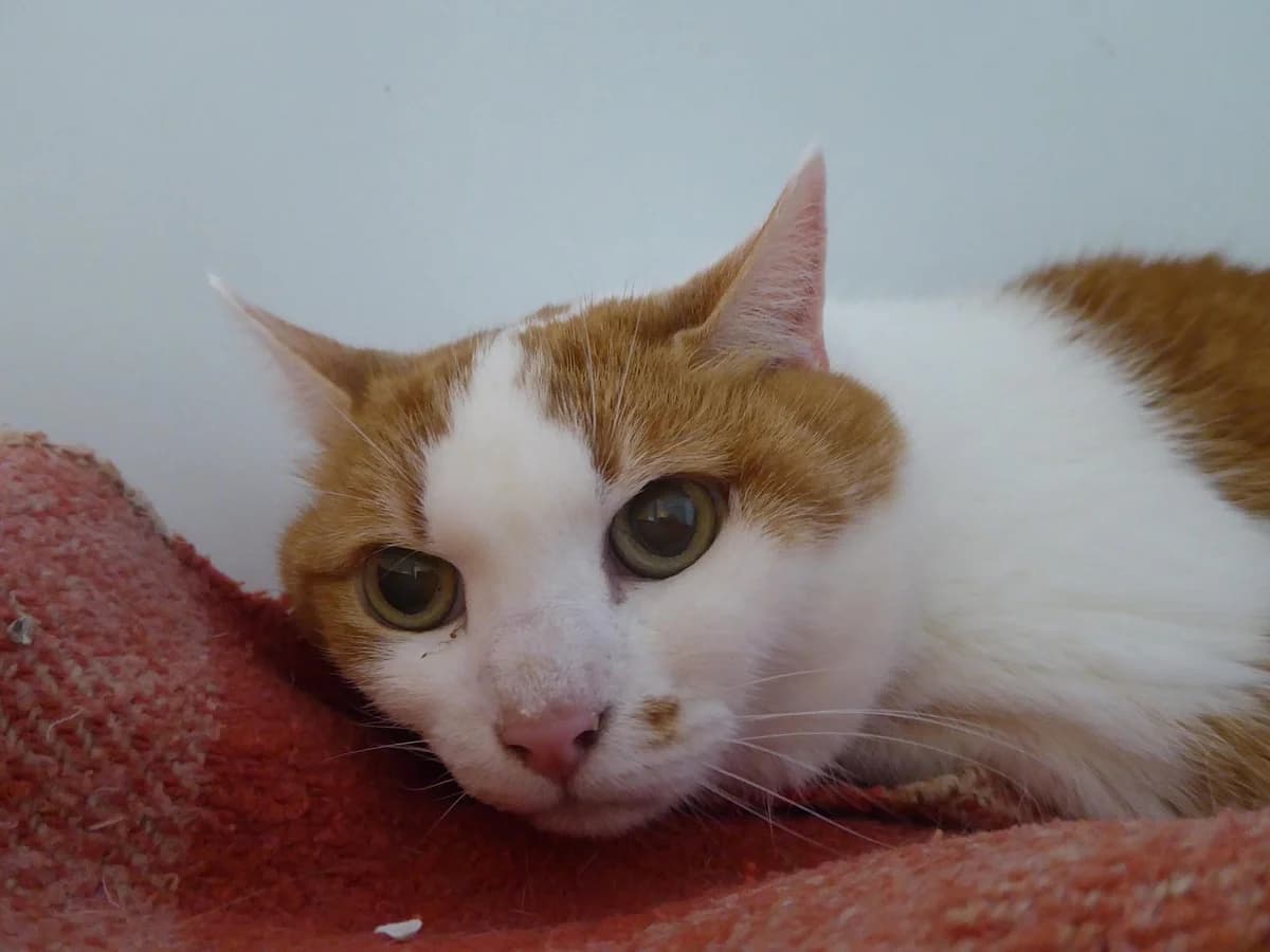 Lola, Mixed Breed for adoption at SOS Chats, Genève