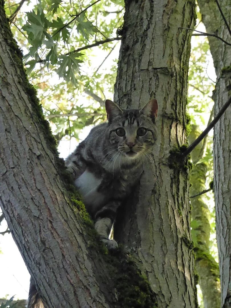 Eclair, Mixed Breed (SOS Chats)