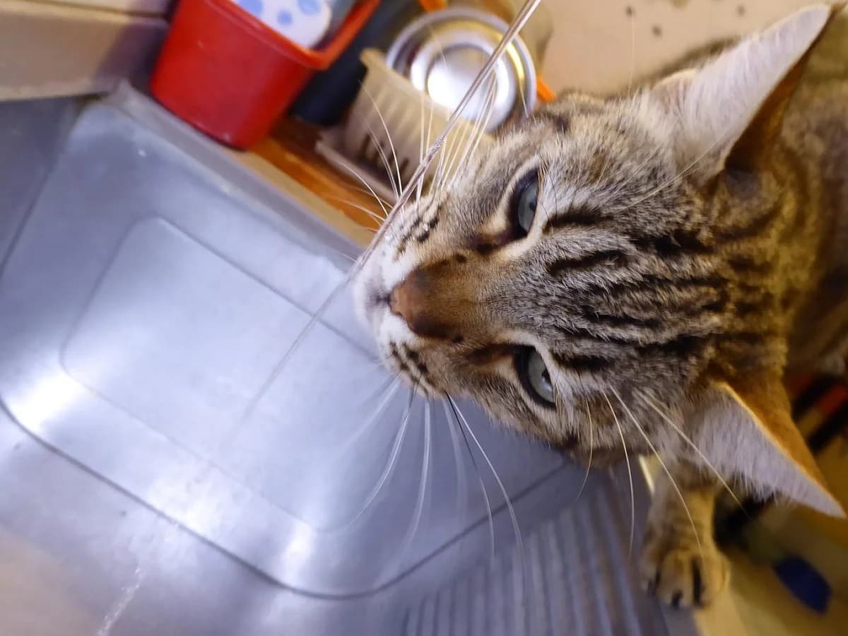Lepanto, Mixed Breed (SOS Chats)