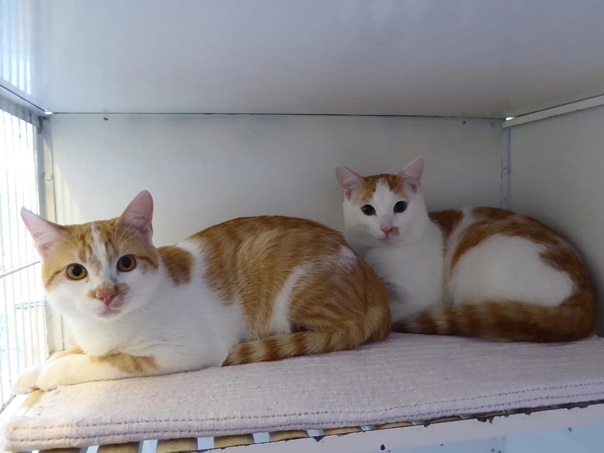 Fihoo, Mixed Breed (SOS Chats)