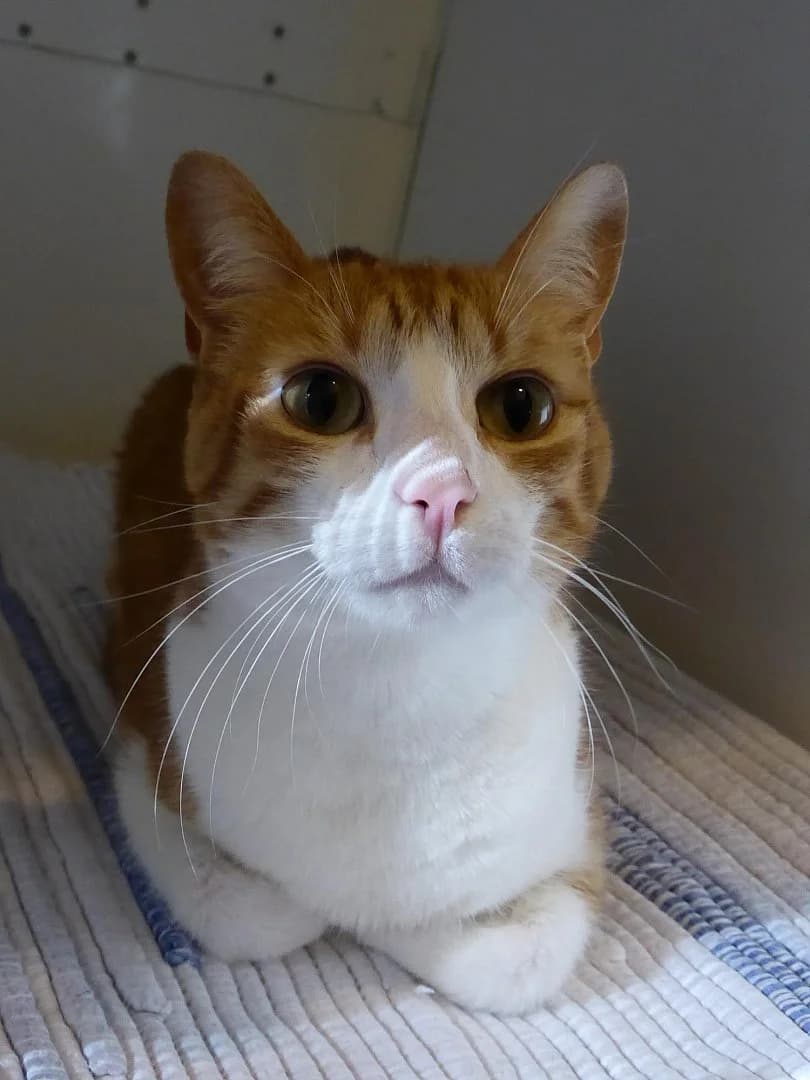 Zélie, Mixed Breed (SOS Chats)