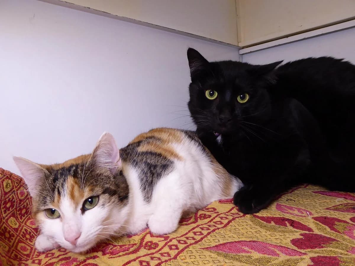 Moricia, Mixed Breed for adoption at SOS Chats, Genève