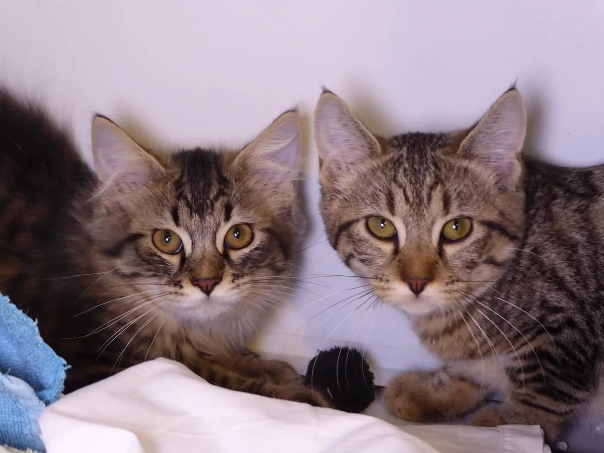 Les, Mixed Breed (SOS Chats)