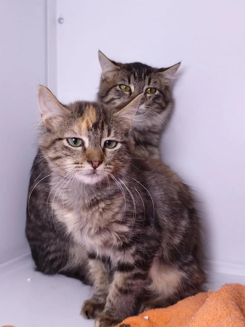 A deux on se compare les yeux, Mixed Breed for adoption at SOS Chats, Genève
