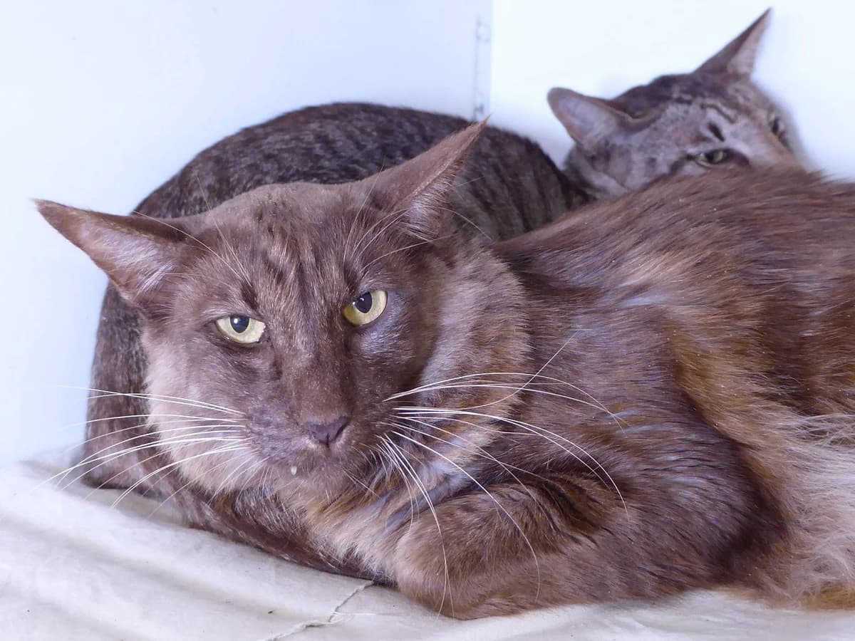 Smoke, Mixed Breed (SOS Chats)