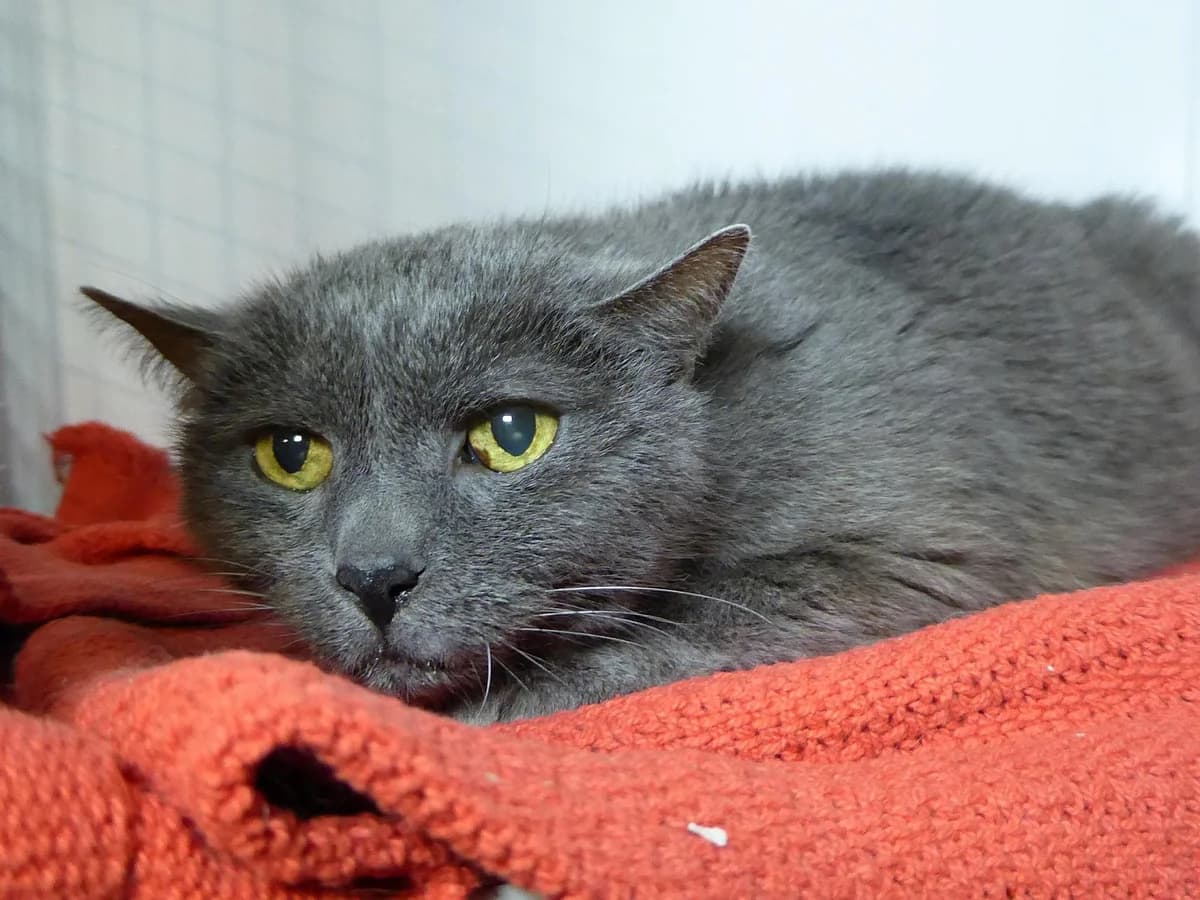 Mya, Mixed Breed (SOS Chats)