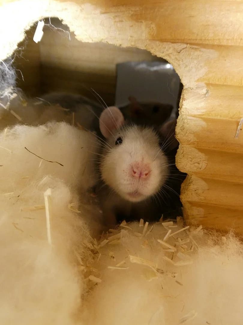 Rat, Mixed Breed (SOS Chats)