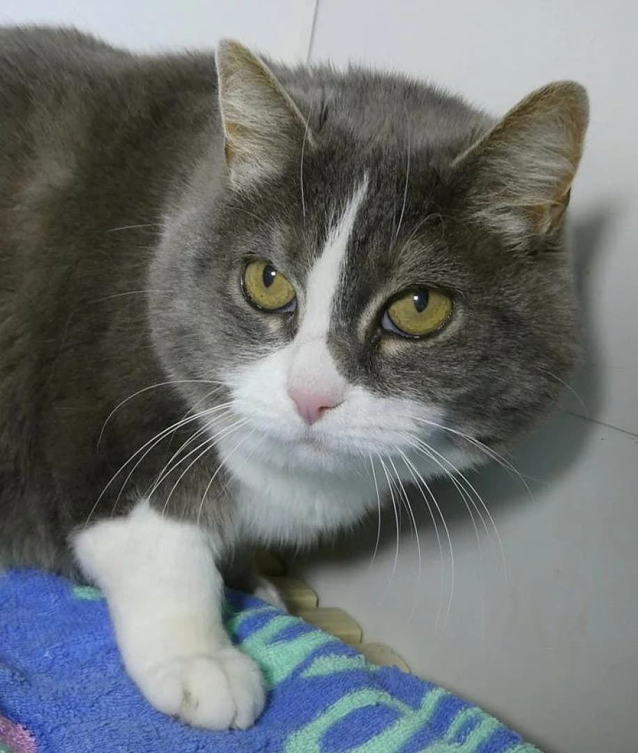 Mistigrie, Mixed Breed (SOS Chats)