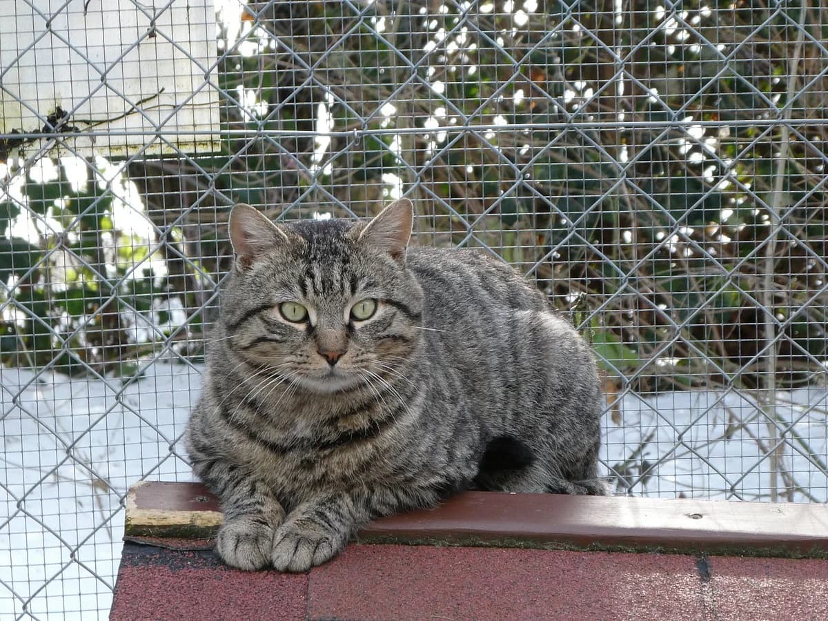 Le, Mixed Breed (SOS Chats)