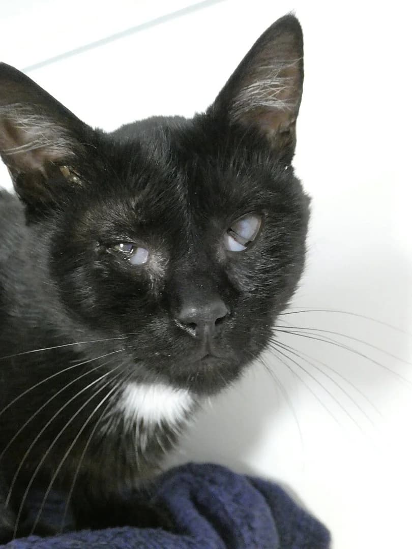 Tavernier,  Mixed Breed for adoption at SOS Chats, Genève
