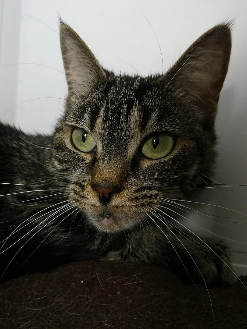 Pauline,  Mixed Breed for adoption at SOS Chats, Genève