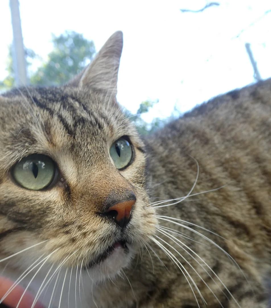Pepper,  Mixed Breed for adoption at SOS Chats, Genève