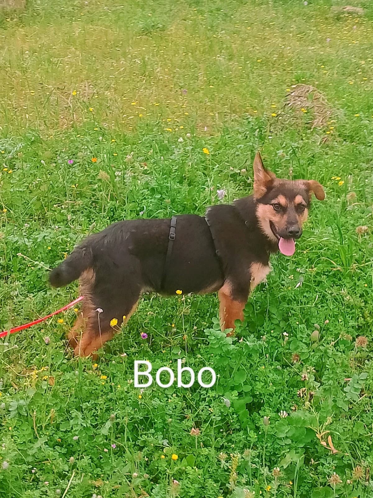 Bobo, male Mixed Breed for adoption at SOS Strassenhunde, Sos Strassenhunde