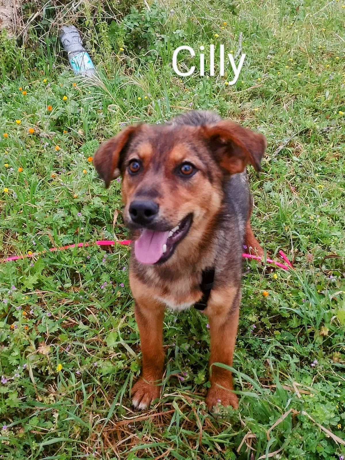 Cilly, female Mixed Breed for adoption at SOS Strassenhunde, Sos Strassenhunde